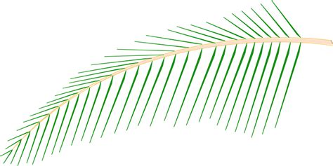 Leaf of Coconut Tree - Openclipart