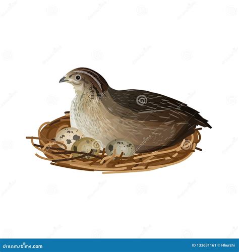 Quail at nest stock vector. Illustration of animal, natural - 133631161