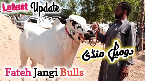 Domail Mandi Ll Part 5 Ll Fateh Jangi Bulls Ll 12 05 2023 Ll Latest