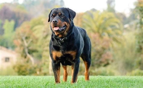 Rottweiler Dog 10 Facts You Should Know Before Buying All Things