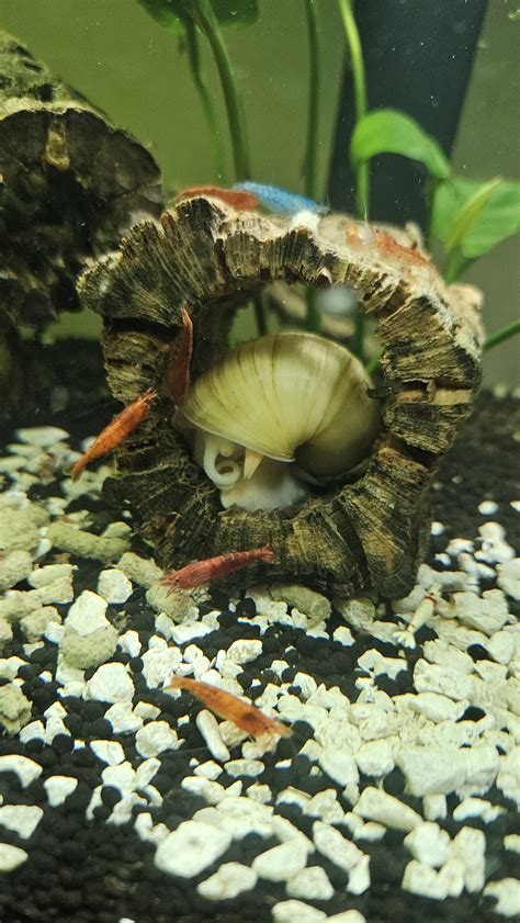 Nappy Time R Aquaticsnails