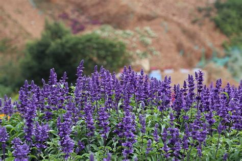 Lavanda Flores Plantas - Foto gratis en Pixabay - Pixabay