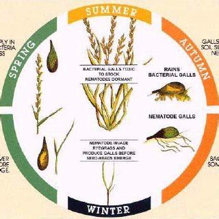 Pdf Annual Ryegrass Toxicity Review Of Current Management Options