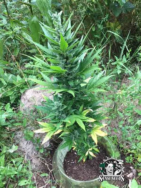 Early Skunk Automatic Sensi Seeds Nasiona Marihuany