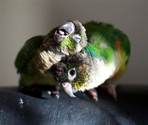 Green Cheek Conure Cuddles Are The Absolute Best Cuddles Conure