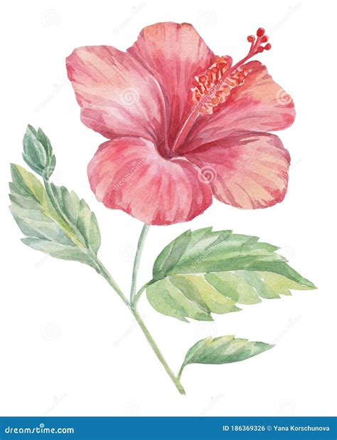 Watercolor Hibiscus Flower Handmade Work Stock Photo Image Of