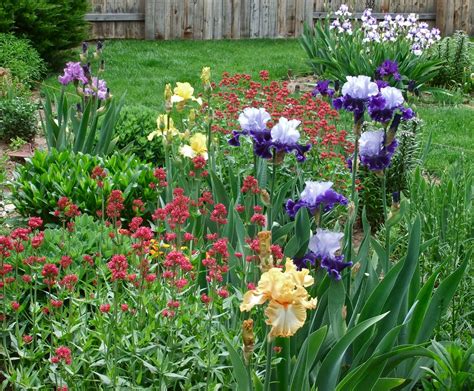 World Of Irises Beautiful Gardens With Irises In Every Climate