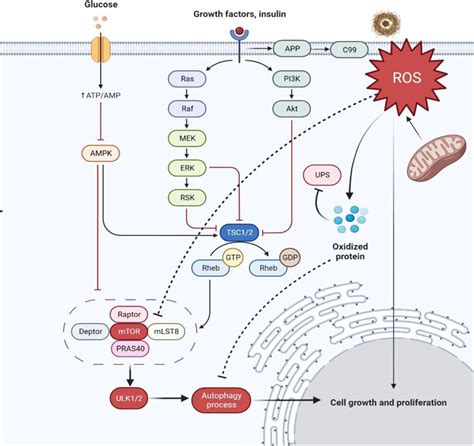 Frontiers Trilateral Association Of Autophagy MTOR And Alzheimers