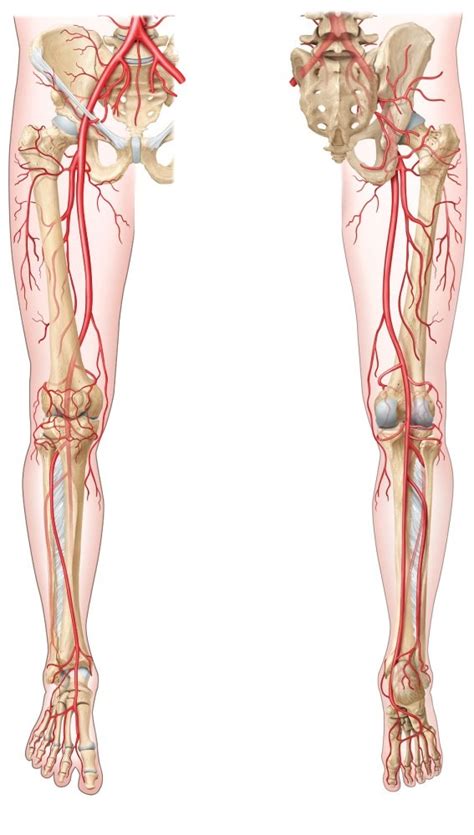 Major Arteries Of Pelvis Diagram Quizlet