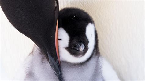 Kaiserpinguine Fotograf Stefan Christmann Begleitete Ein Pinguin