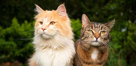 Pourquoi Les Maine Coons Sont Ils Si Gros Miaou Club