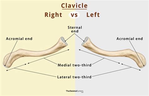 parts of clavicle ANATOMY Flashcards | Quizlet