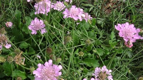 Duifkruid Schurftkruid Scabiosa Columbaria Pink Mist Planten