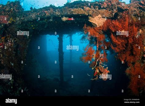 Coral Encrusted Wrec Liberty Wreck Dive Site Tulamben Karangasem