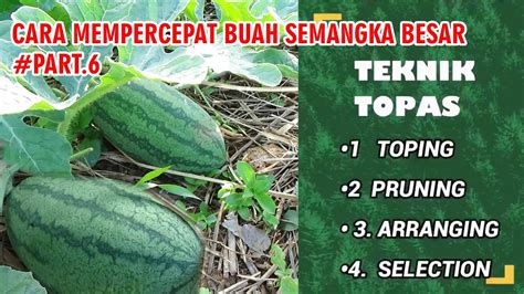 Cara Cepat Memperbesar Buah Semangka Dan Buah Seragam PART 6 YouTube