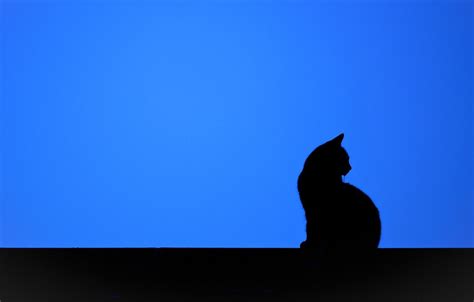 Cat Minimalist Wallpapers - Top Free Cat Minimalist Backgrounds ...