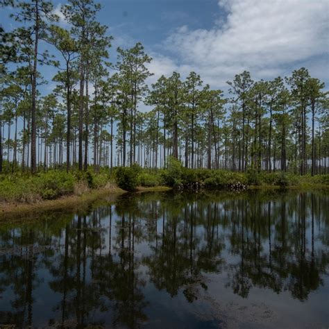 List 93 Pictures Okefenokee National Wildlife Refuge Photos Excellent