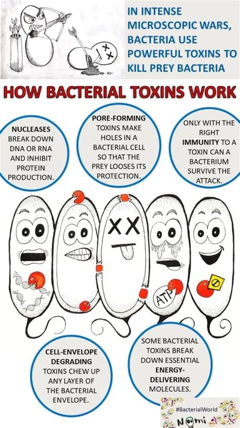 Bacteria Deliver Toxins With Different Activities To Kill On