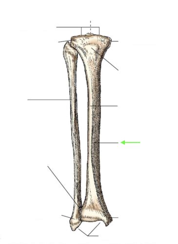 My Tibia Fibula Labeling Flashcards Quizlet