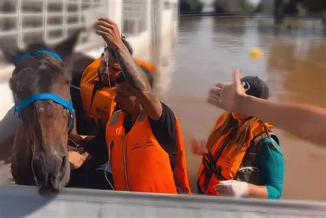 Mais De Mil Animais Afetados Pelas Enchentes No Rio Grande Do Sul