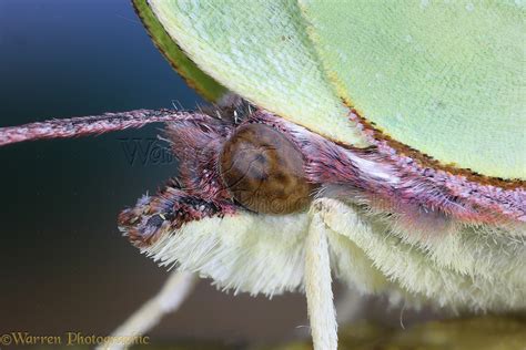 Brimstone Butterfly photo WP13476