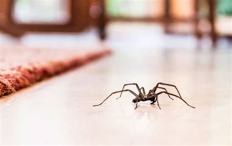 Blog - Six Effective Tips To Control House Spiders