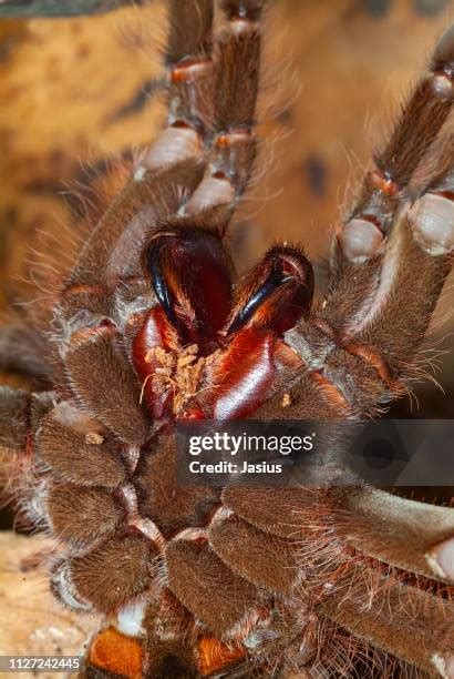 Goliath Spider Photos and Premium High Res Pictures - Getty Images