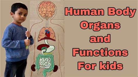 Kids Internal Organs Human Body