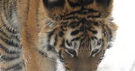 Video: Bronx Zoo Tiger Cubs Play In Their First Snowfall - CBS New York