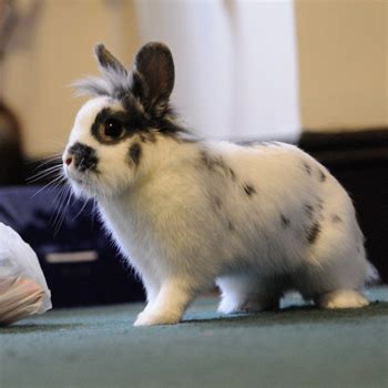 Full Grown Lionhead Rabbit