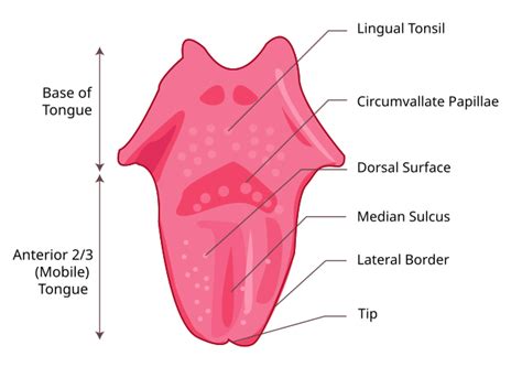 filetonguesvg wikimedia commons