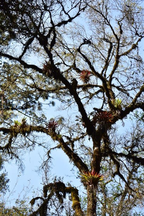 Revista Socialmente Bosque Mes Filo De Monta A