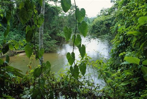 Rainforest In Belize — Stock Photo © DesignPicsInc #31721879