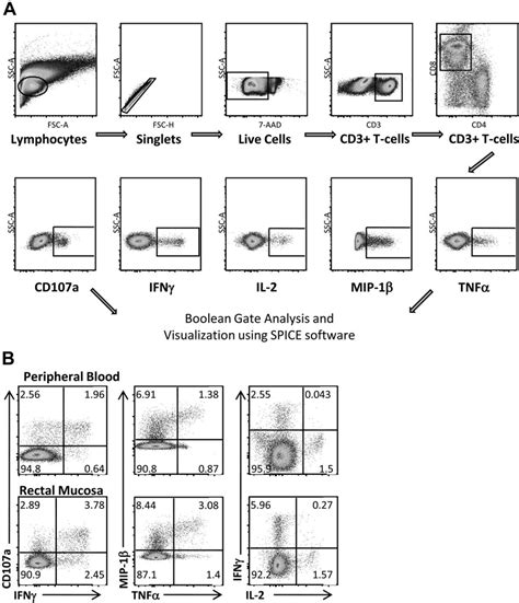 Measuring Hiv Gag Specific Immune Responses Intracellular Cytokine