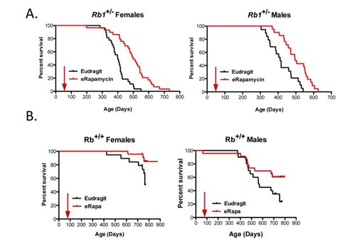 Rapamycin Extends Life Span Of Rb Mice By Inhibiting Neuroendocrine