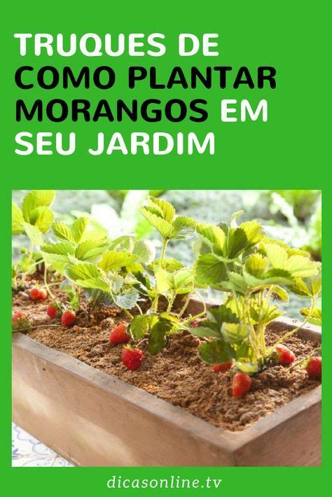 Passo A Passo Para Plantar Morango Em Casa Como Plantar Morangos