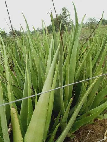 Aloe Vera Pulp At Rs 27 Kilogram Ratangarh Jind ID 12793052630