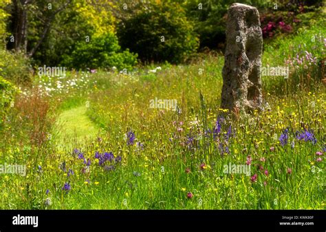 Wildflower Meadow Stock Photo - Alamy