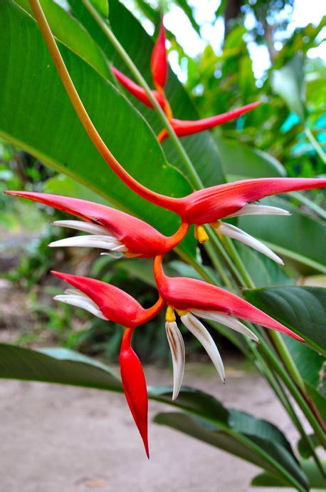 Alpinia Mutica False Cardomom Ginger Bamboo Land Nursery Qld Australia