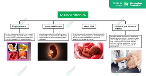 La Etapa Prenatal La Etapa Prenatal Etapa Germinal Etapa Embrionaria