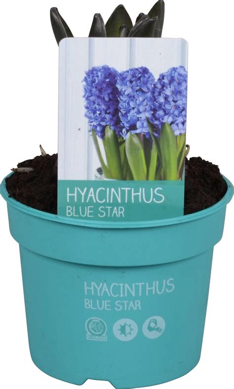 Hyazinthe Diamond Collection Blau Topf Ø ca 9 cm Hyacinthus kaufen