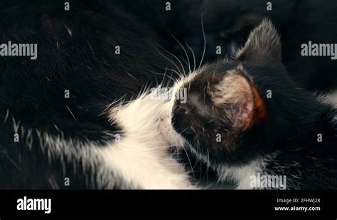 Mother cat nursing kittens Stock Videos & Footage - HD and 4K Video Clips - Alamy