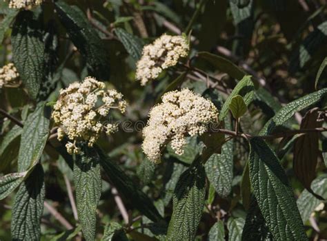 Leatherleaf Viburnum Viburnum Rhytidophyllum Alleghany White Flowers in Spring Garden. Beautiful ...