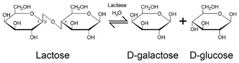 Measuring Lactase Enzymatic Activity In The Teaching Lab Video Video