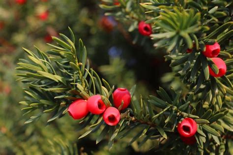 Identify Poisonous Berries In The Fall With Pictures