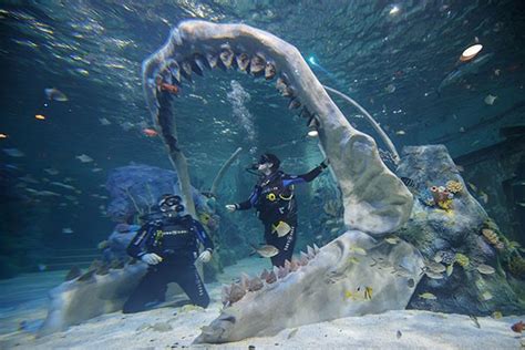 Dive With Sharks At Bear Grylls Adventure🦈