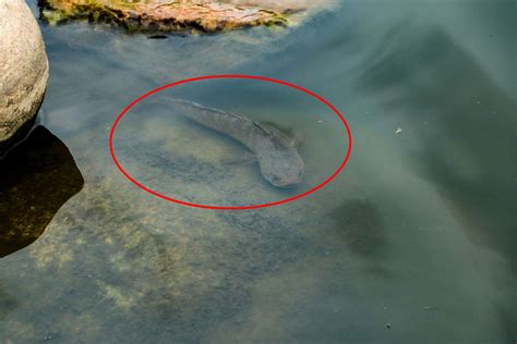 Snakehead invasion: Missouri angler catches shocking predator fish