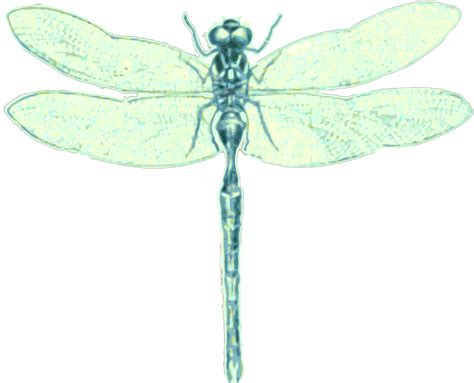 Download Dragonfly Order Odonata Royalty Free Stock Illustration Image