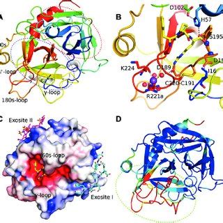 Pdf An Ensemble View Of Thrombin Allostery