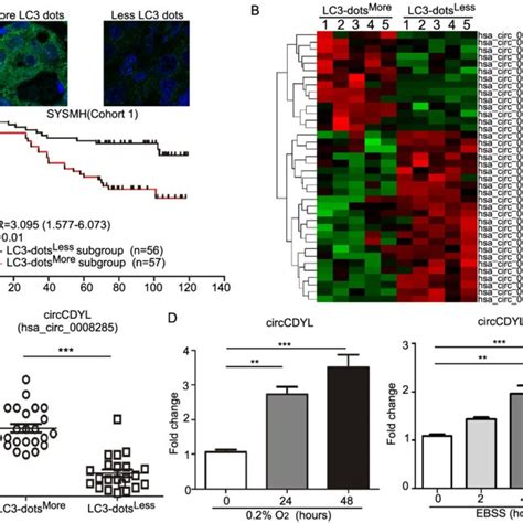 Autophagy Associated Circrna Circcdyl Expression Profile In Breast